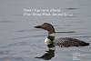 Loon photo