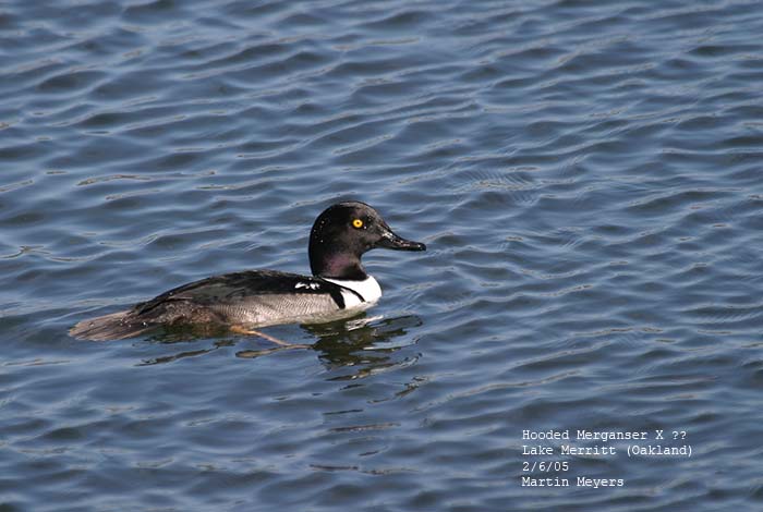Strange hybrid merganser