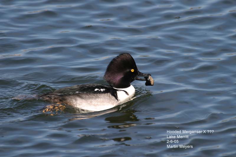 Stange hybrid merganser