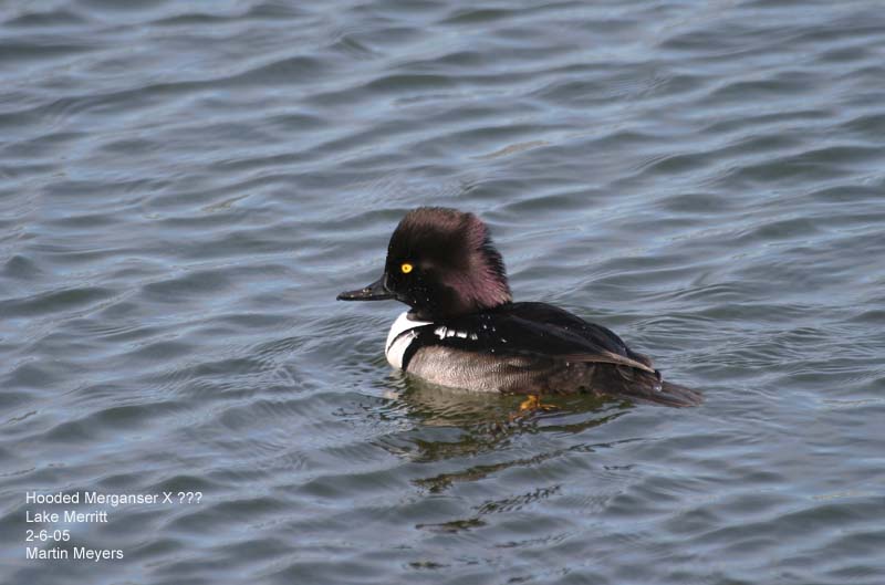 Strange hybrid merganser
