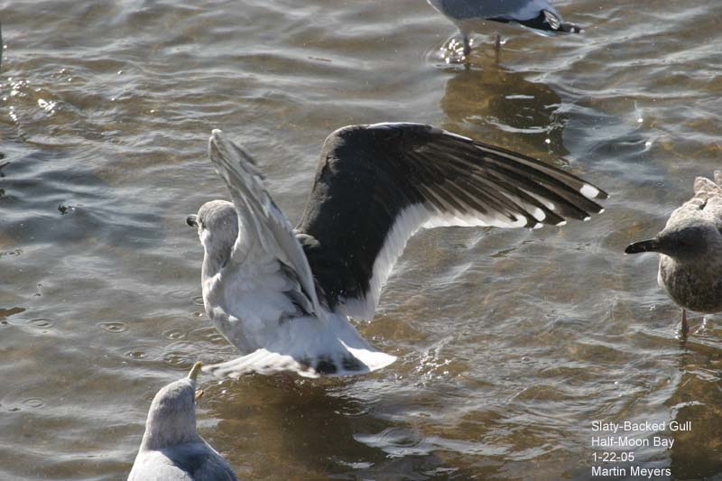Slaty-backed Gull with wings spread