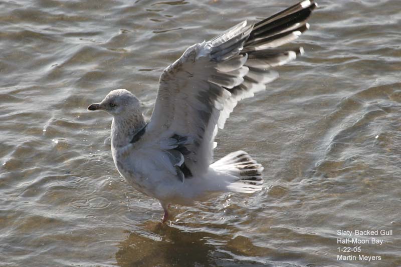Slaty-backed Gull, wings raised showing underside