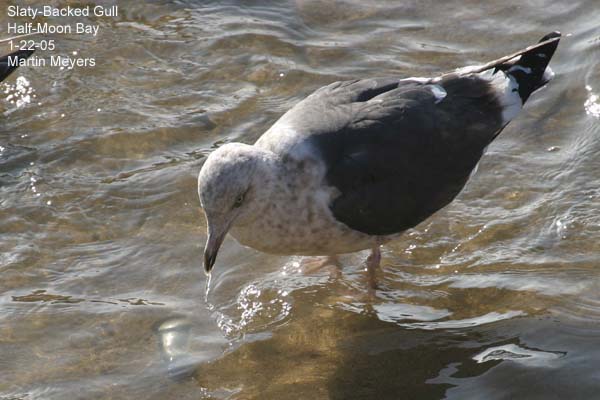 Slaty-backed Gull standing in water