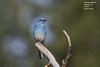 Thumbnail of named item displayed