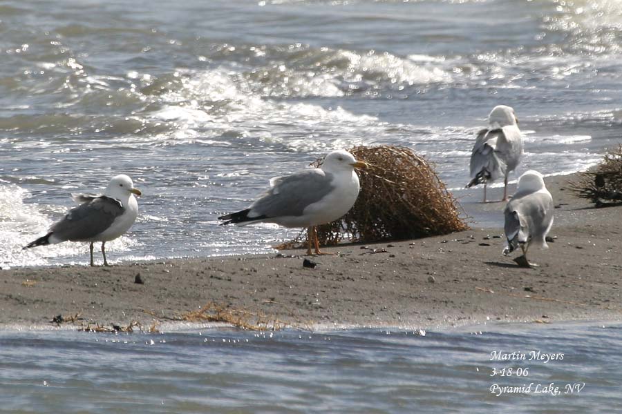 Odd gull at Pyramid Lake