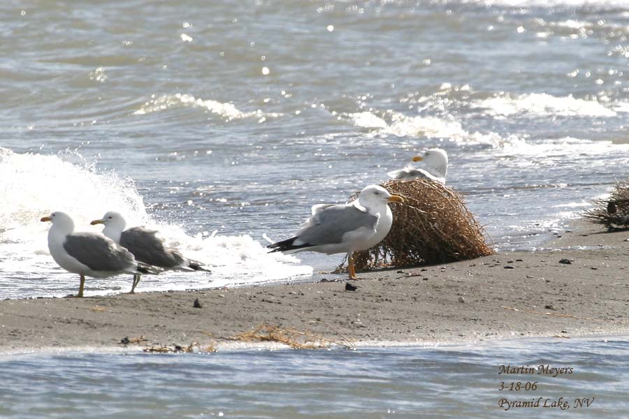 Odd Gull at Pyramid Lake
