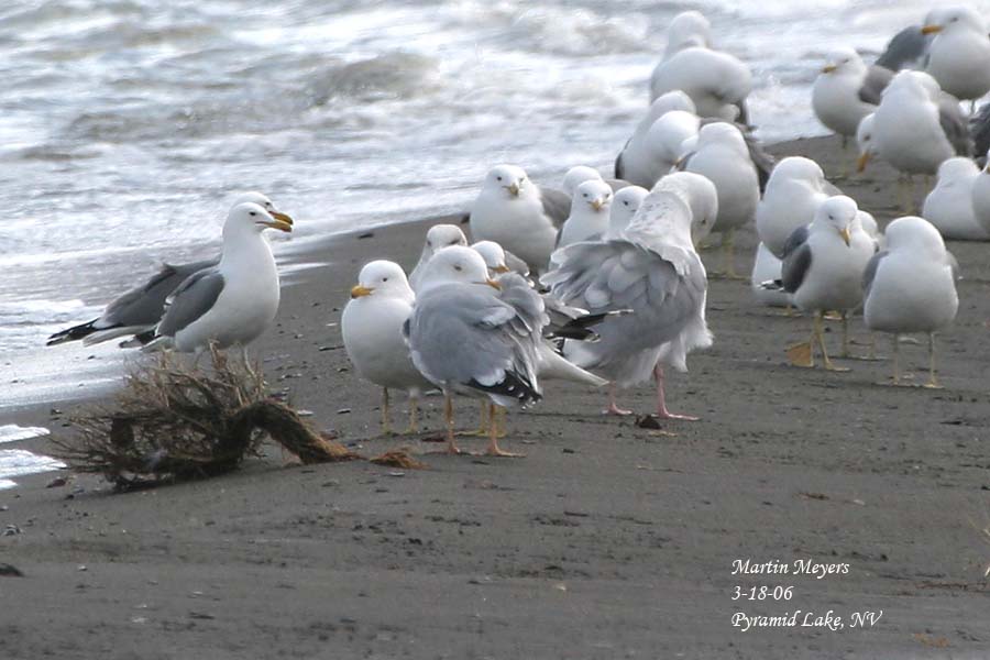 Odd gull standing next to adult Herring Gull for leg color comparison
