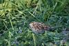 Thumbnail of named item displayed