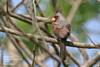 Thumbnail of named item displayed