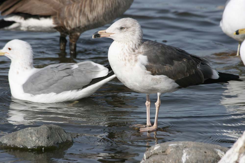 Dark Gull, Martin Meyers