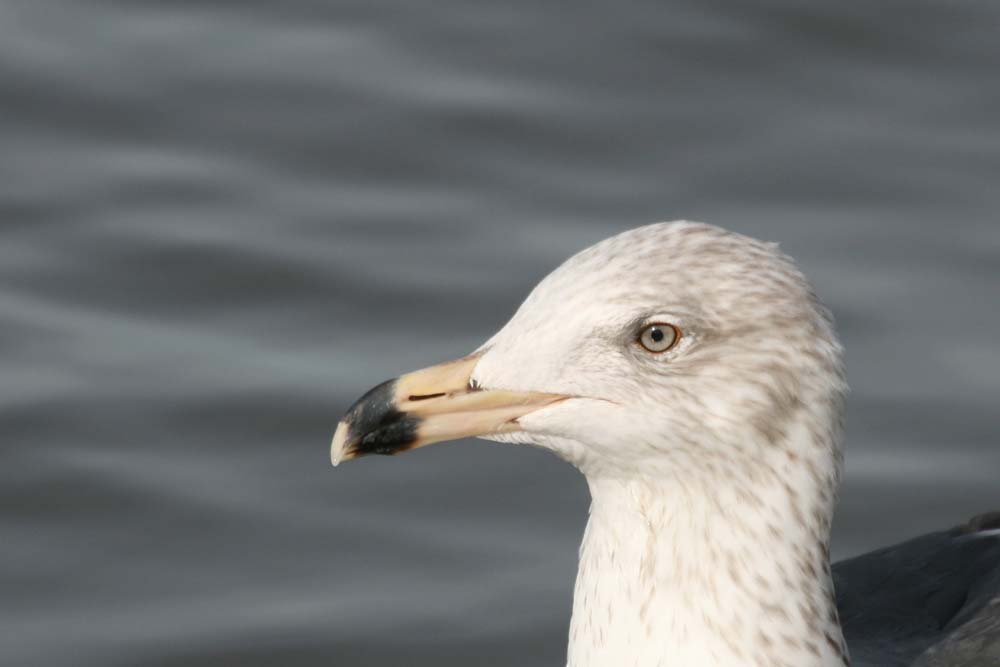 Dark Gull, Martin Meyers
