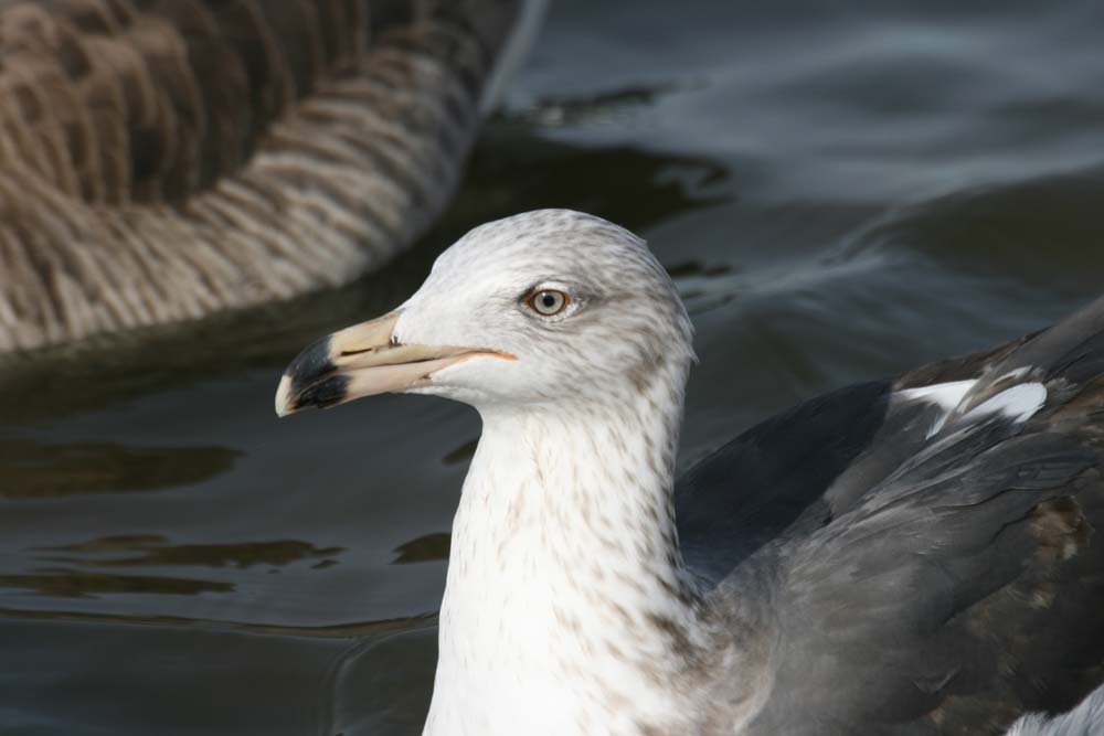 Dark Gull, Martin Meyers