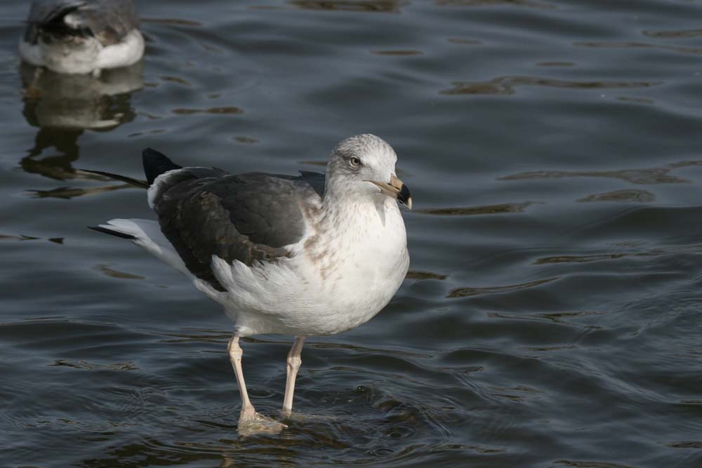 Dark Gull, Martin Meyers