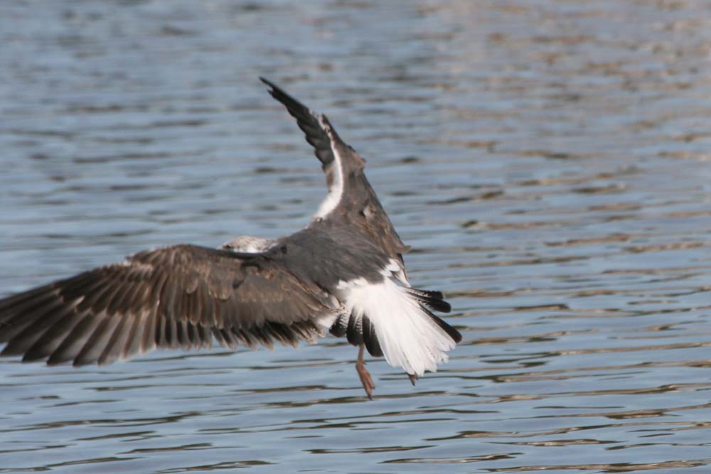 Dark Gull, Martin Meyers