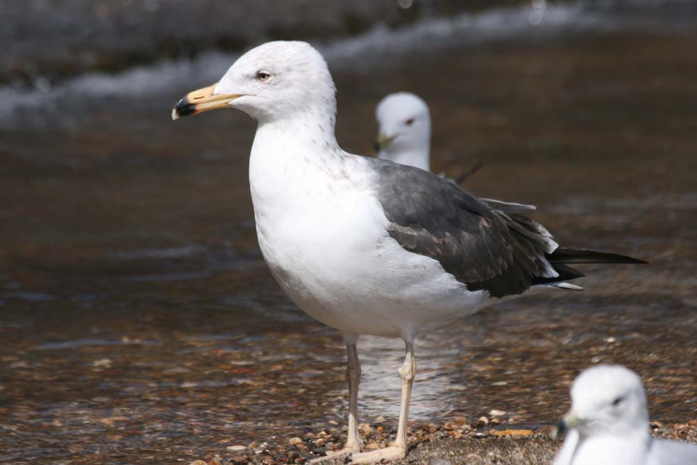 Dark Gull, Martin Meyers