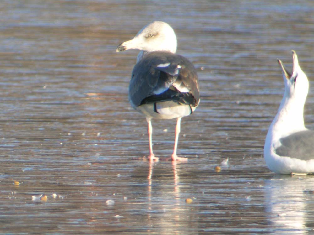 Digiscoped gull, Dennis Ghiglieri