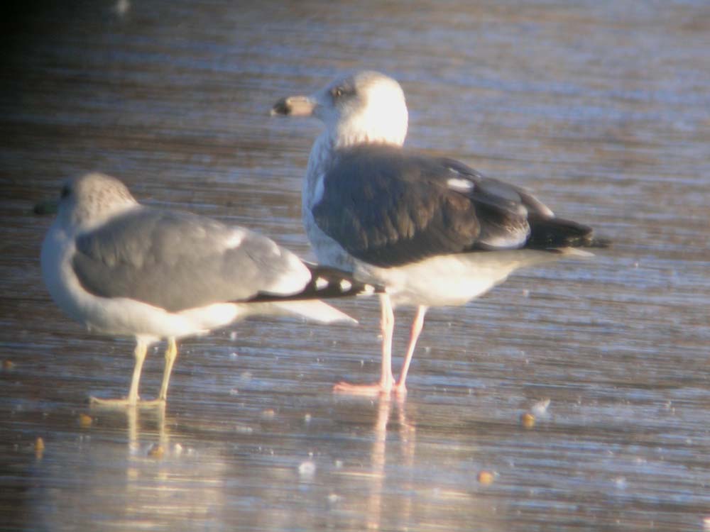 Digiscoped gull, Dennis Ghiglieri