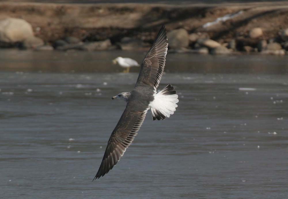Dark Gull, Greg Scyphers