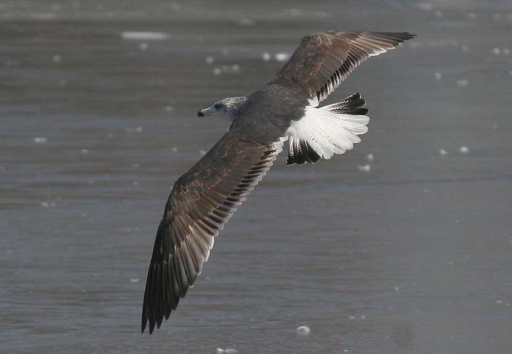 Dark Gull, Greg Scyphers