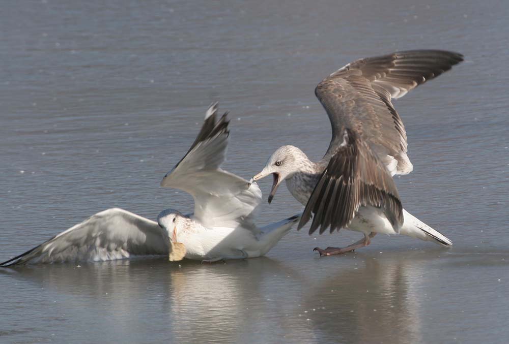 Dark Gull, Greg Scyphers