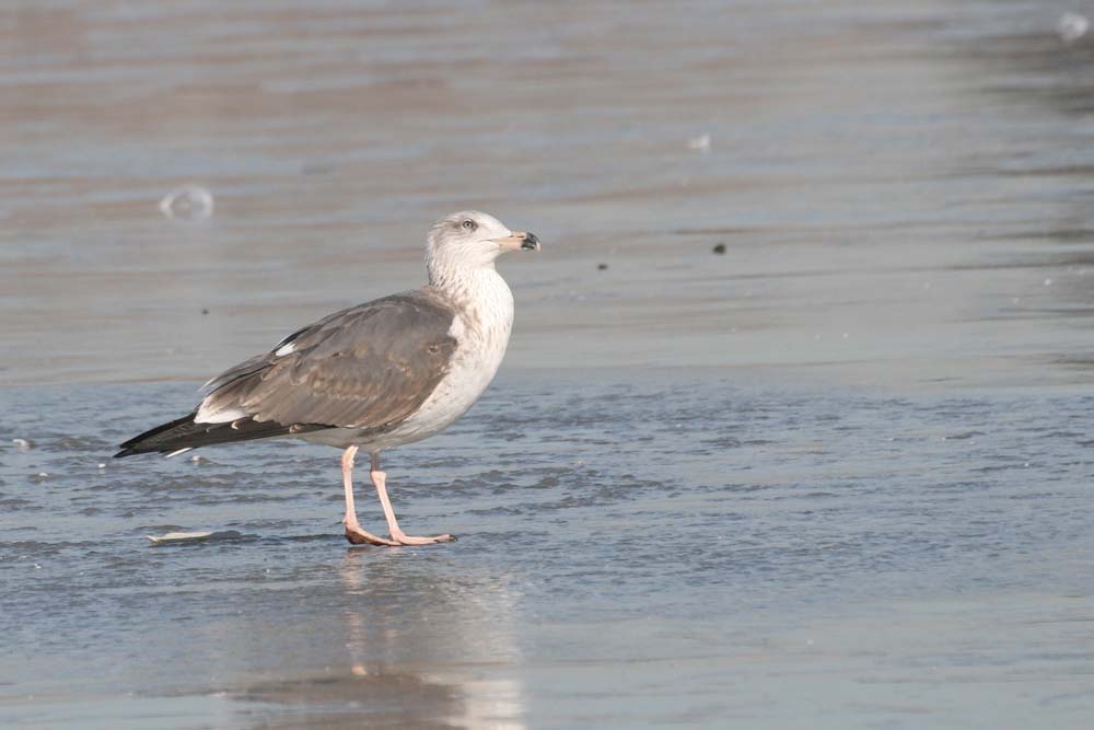 Dark Gull, Martin Meyers