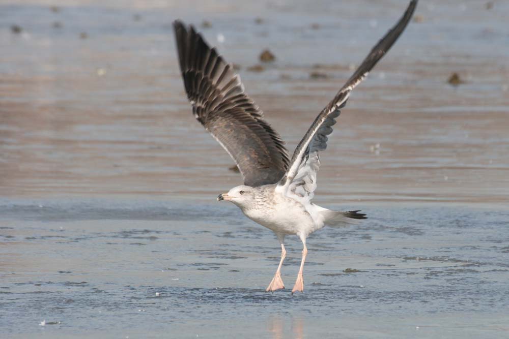 Dark Gull, Martin Meyers