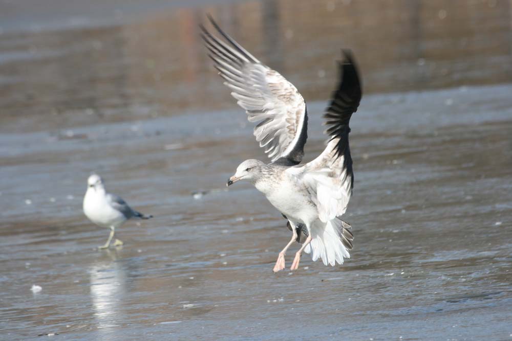 Dark Gull, Martin Meyers