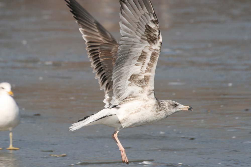 Dark Gull, Martin Meyers