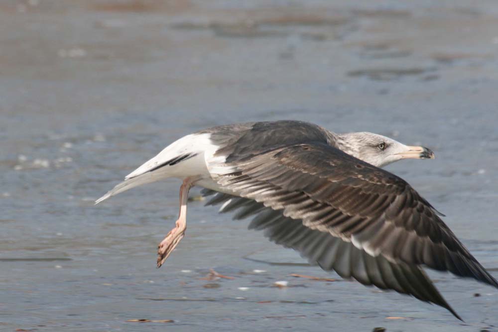 Dark Gull, Martin Meyers