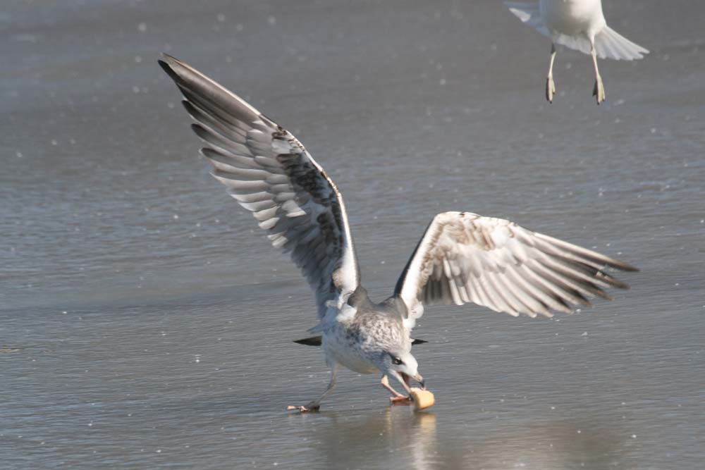 Dark Gull, Martin Meyers