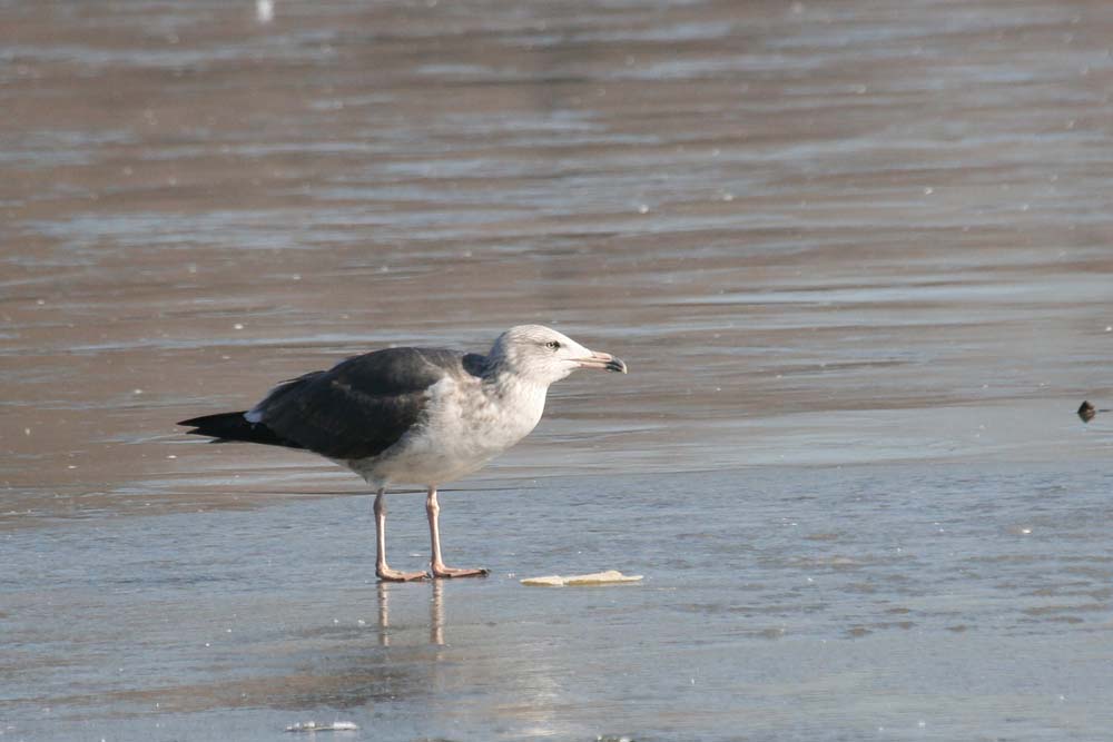 Dark Gull, Martin Meyers