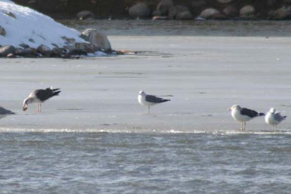 Lesser Black-backed Gull with other gulls, Dennis Ghiglieri