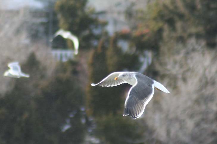 Lesser Black-backed Gull in flight, Dennis Ghiglieri