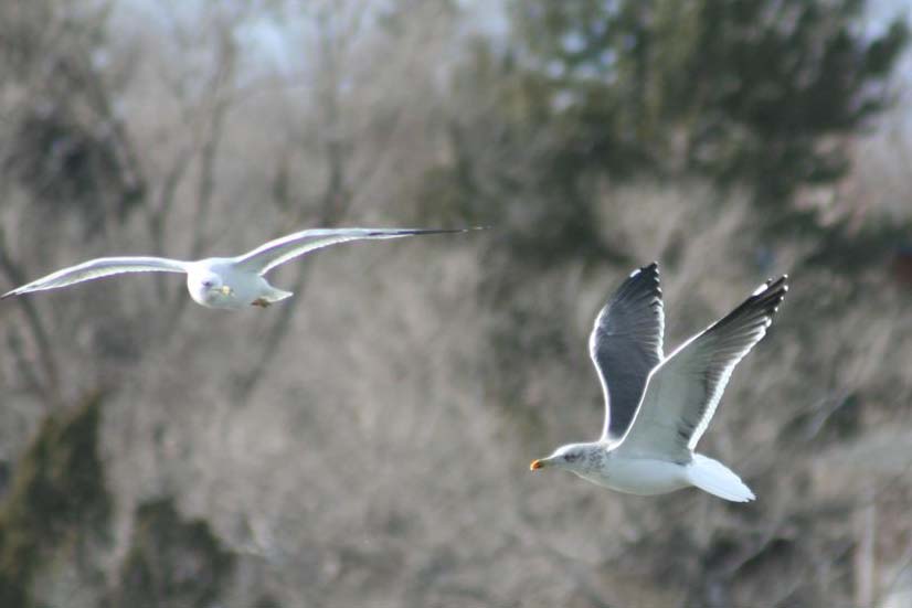 Lesser Black-backed Gull in flight, Dennis Ghiglieri