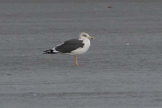 Lesser Black-backed Gull, standing on ice, Greg Scyphers